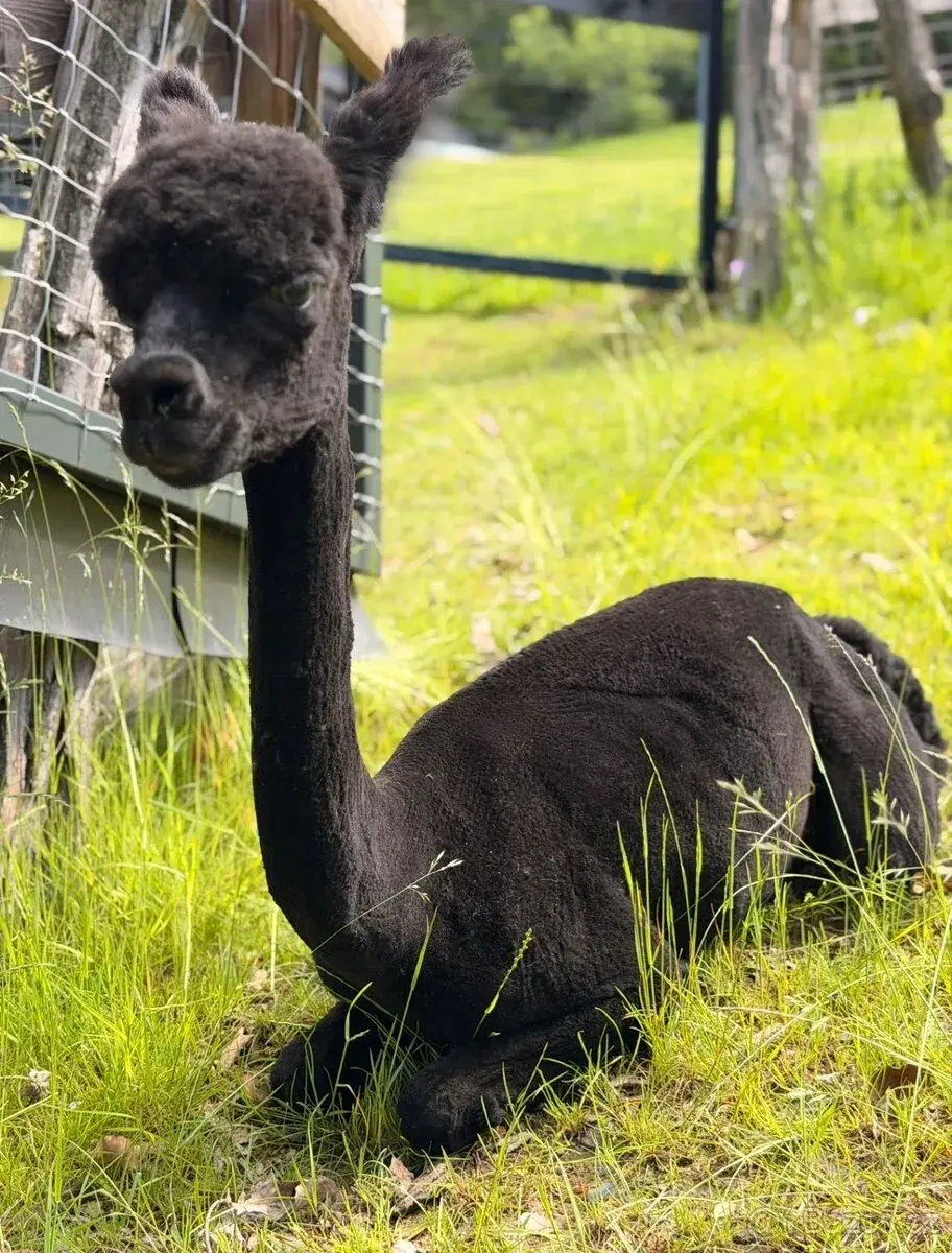 Alpaka - lama - alpaca