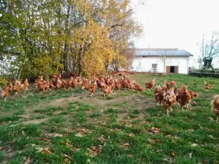 roční slepice ve snášce