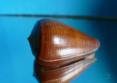 Conus figulinus