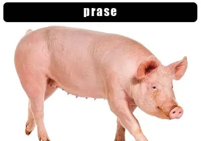 Prase