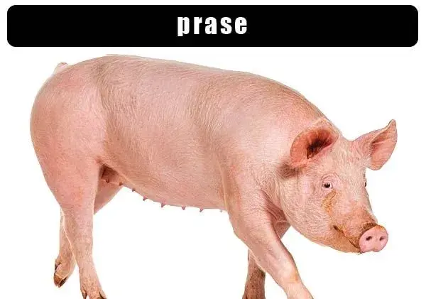 Prase