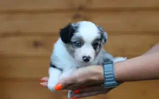 Miniaturní americký ovčák - blue merle fenka