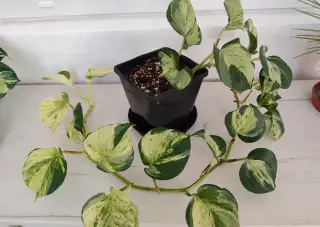 Epipremnum manjula