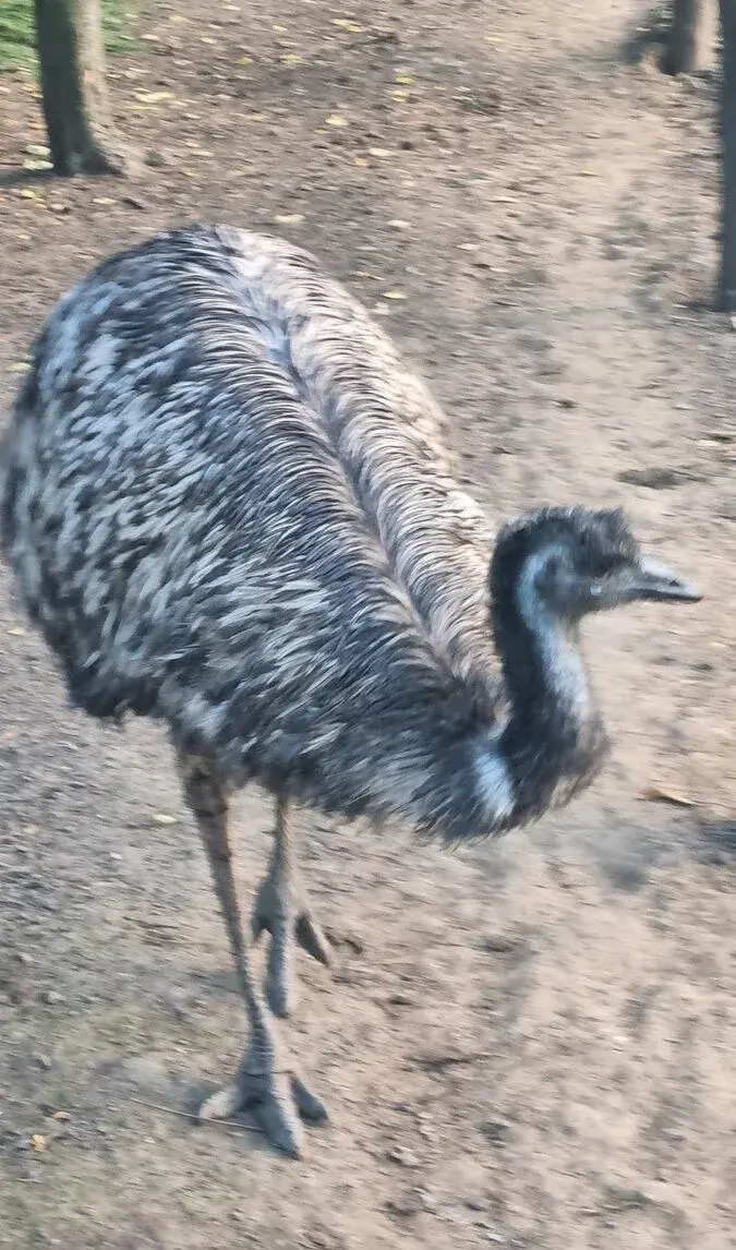 Pštros Emu