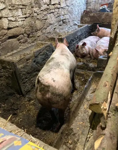 PRASE ČI VÝMĚNA ZA PALIVOVÉ DŘEVO