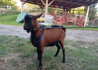 OKLASIFIKOVANÉ KOZLY-RŮZNÉ LINIE