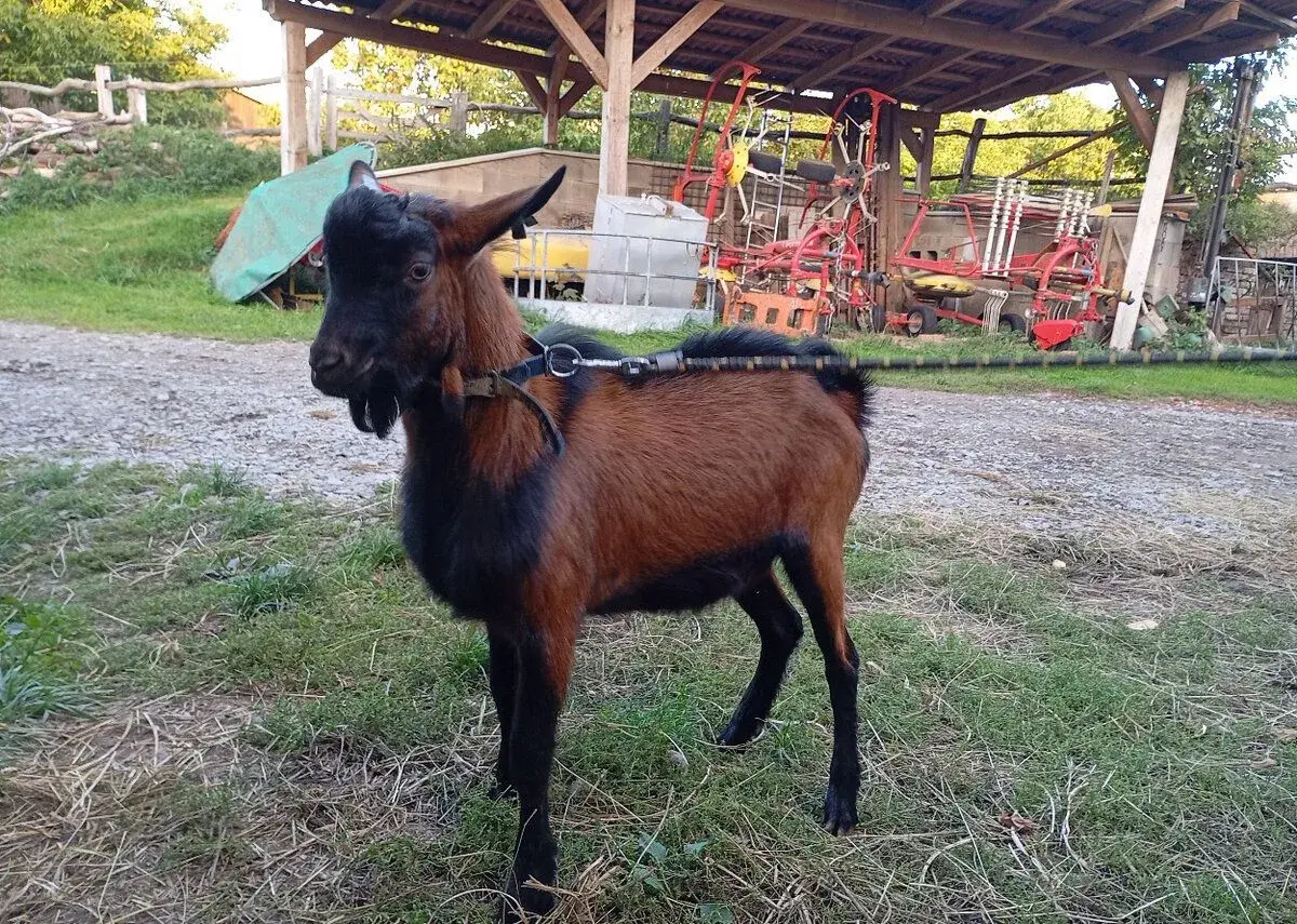 OKLASIFIKOVANÉ KOZLY-RŮZNÉ LINIE