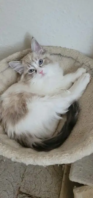 Ragdoll koťata