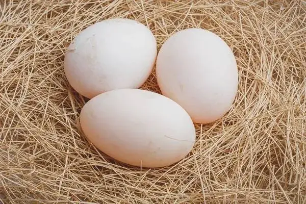 Domácí kachní vajíčka