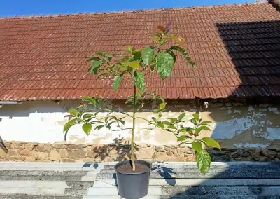 Avokádo