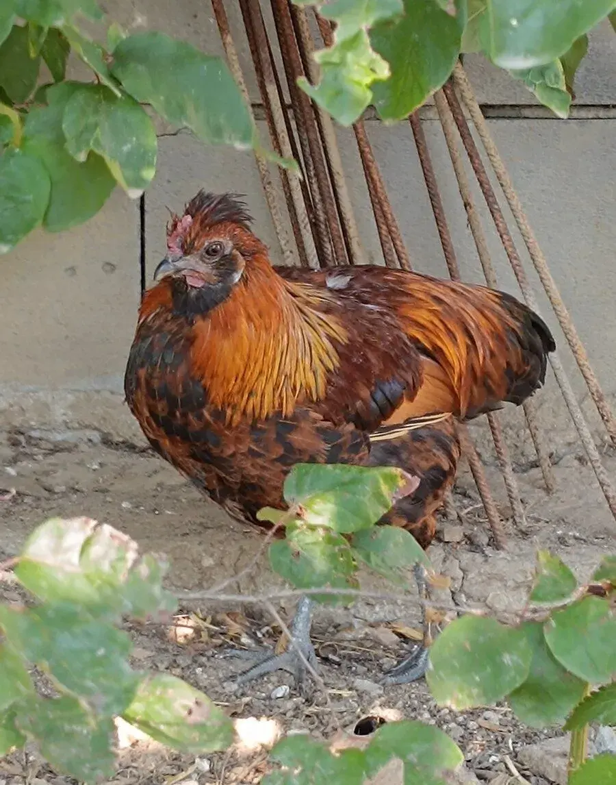 Kohouti