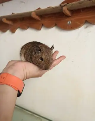 Osmák degu