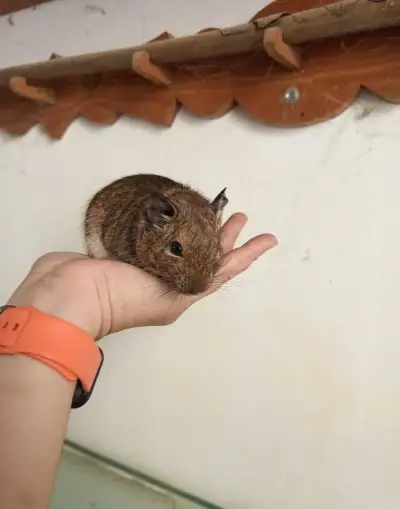 Osmák degu