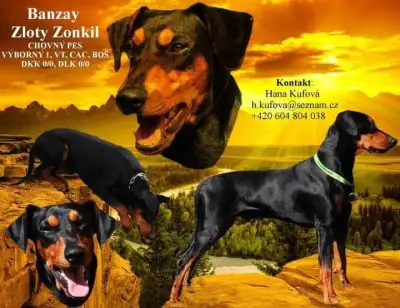 Německý pinč - krytí
