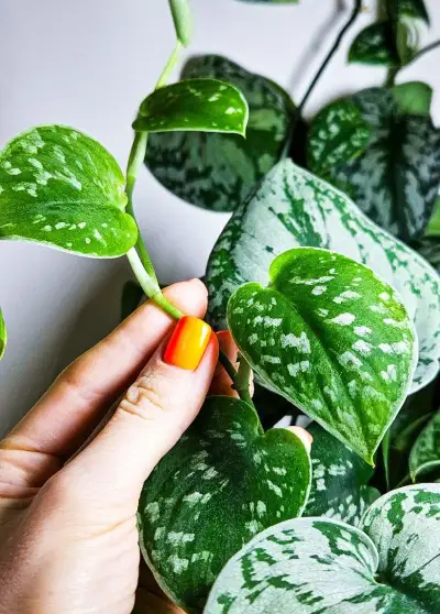 Scindapsus pictus trebie 2v1