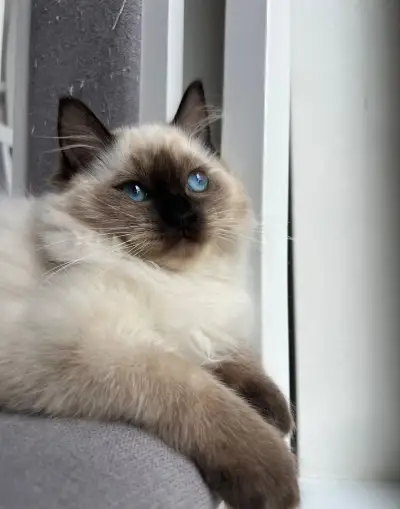 Kotě ragdoll s PP