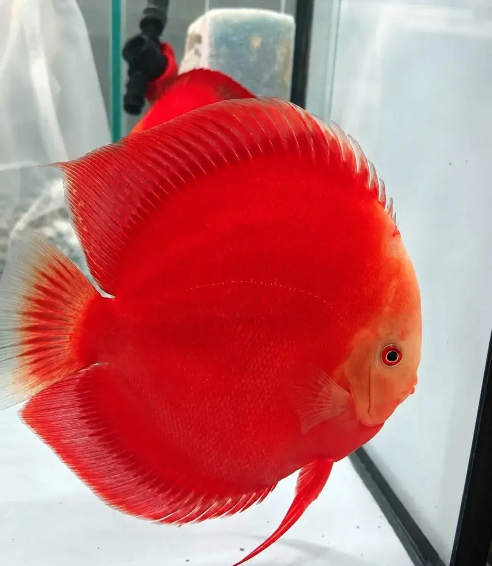 Terčovci Red Valentine x RGD