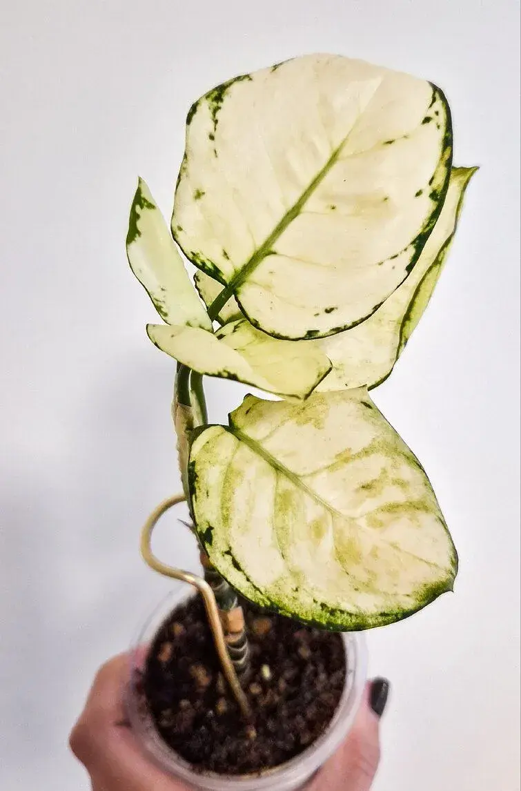 Aglaonema White Joy