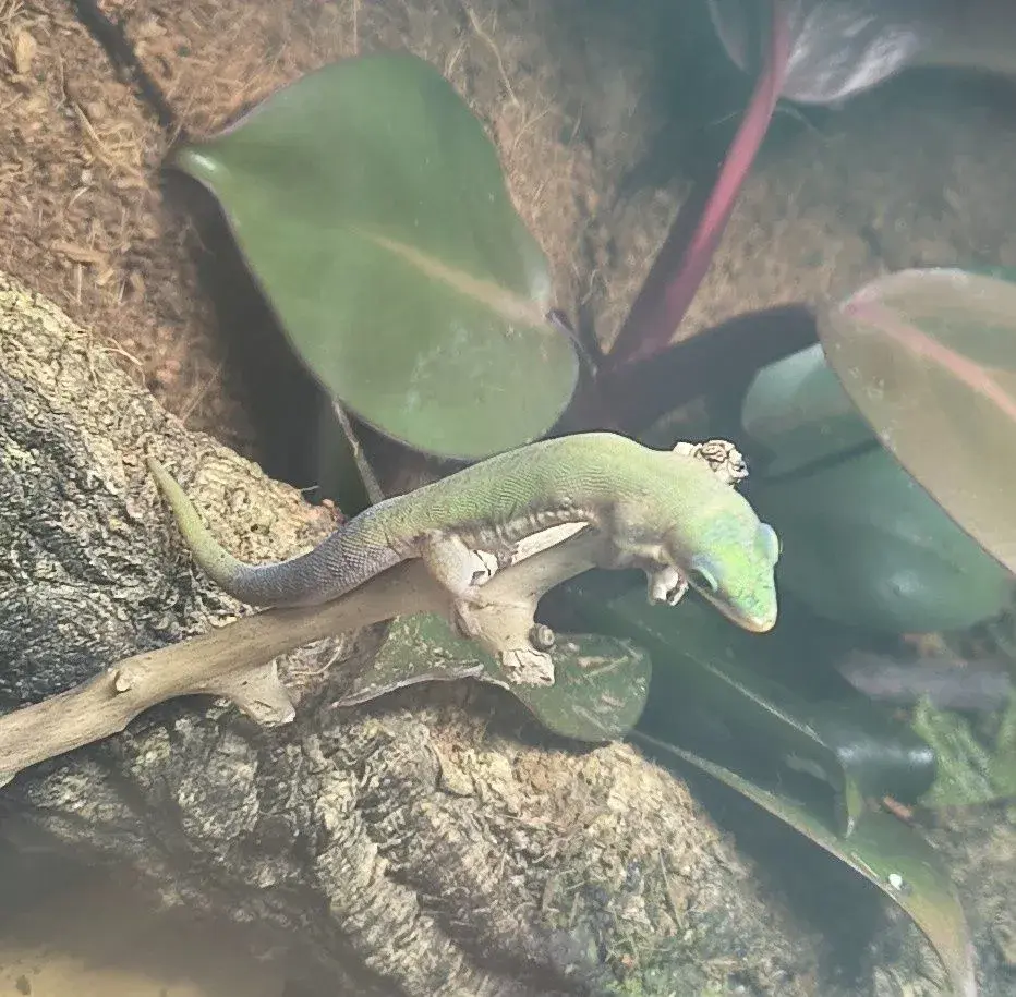 Samice Phelsuma lineata lineata