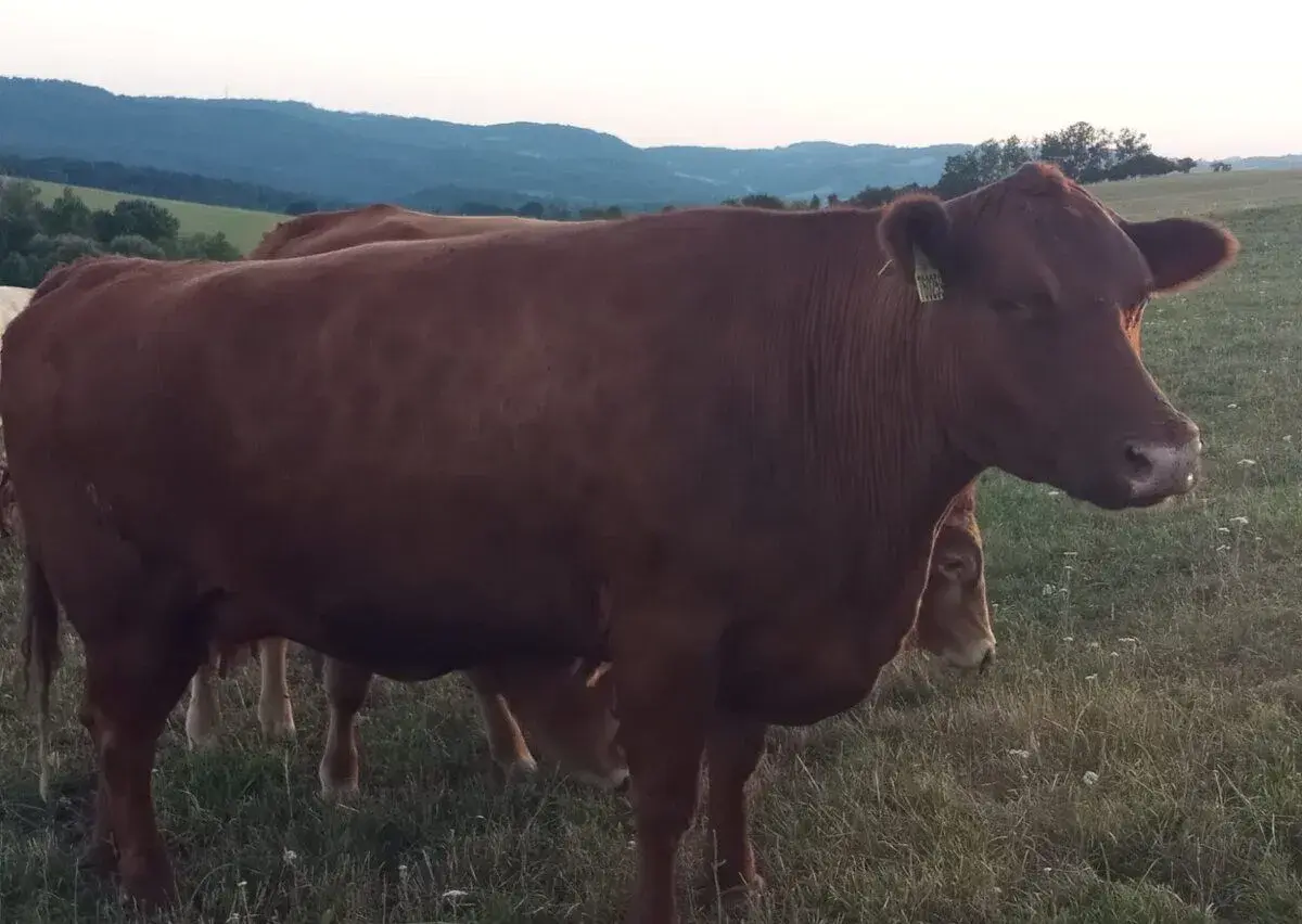 Krávy