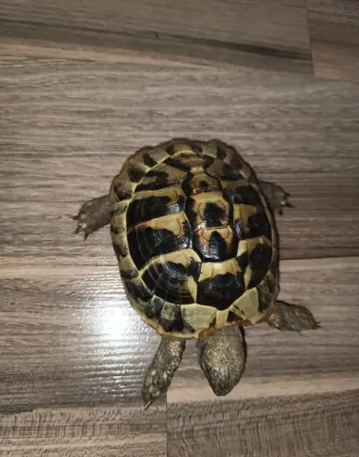 Suchozemská zelenavá želva 🐢