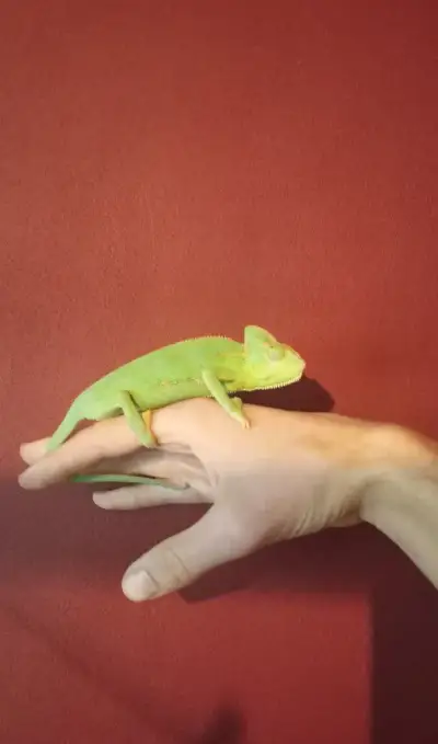 Chameleon jemenský mláďata.