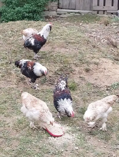 Slepičky a kohouti Faverolky lososové