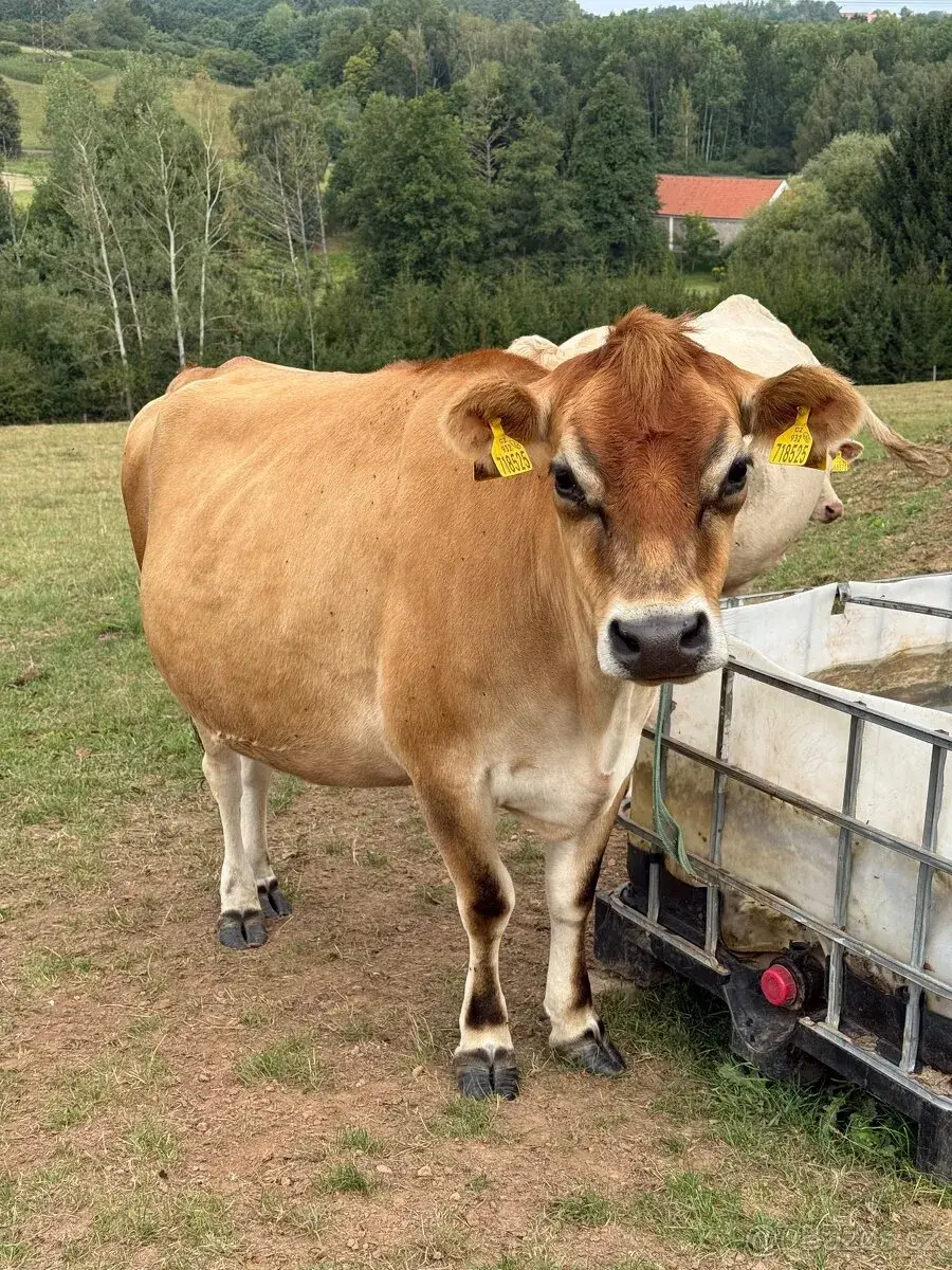 Březí jalovička Jersey
