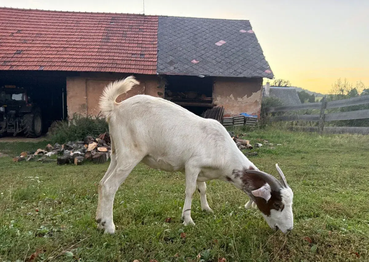 Koza burská