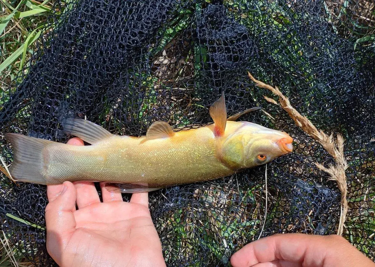 LÍN +-20cm