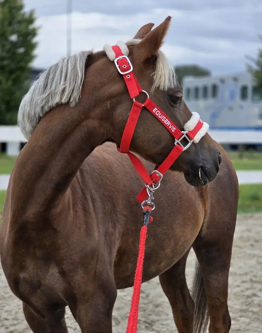 Sportovní pony účastník MČR 2025 i 2026 a finále MCr