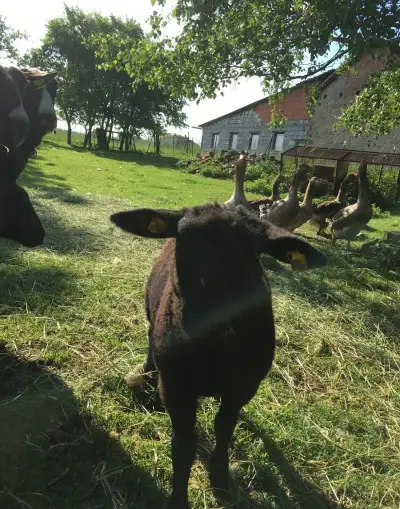 jehnata ovce Zwartbles 2 holky