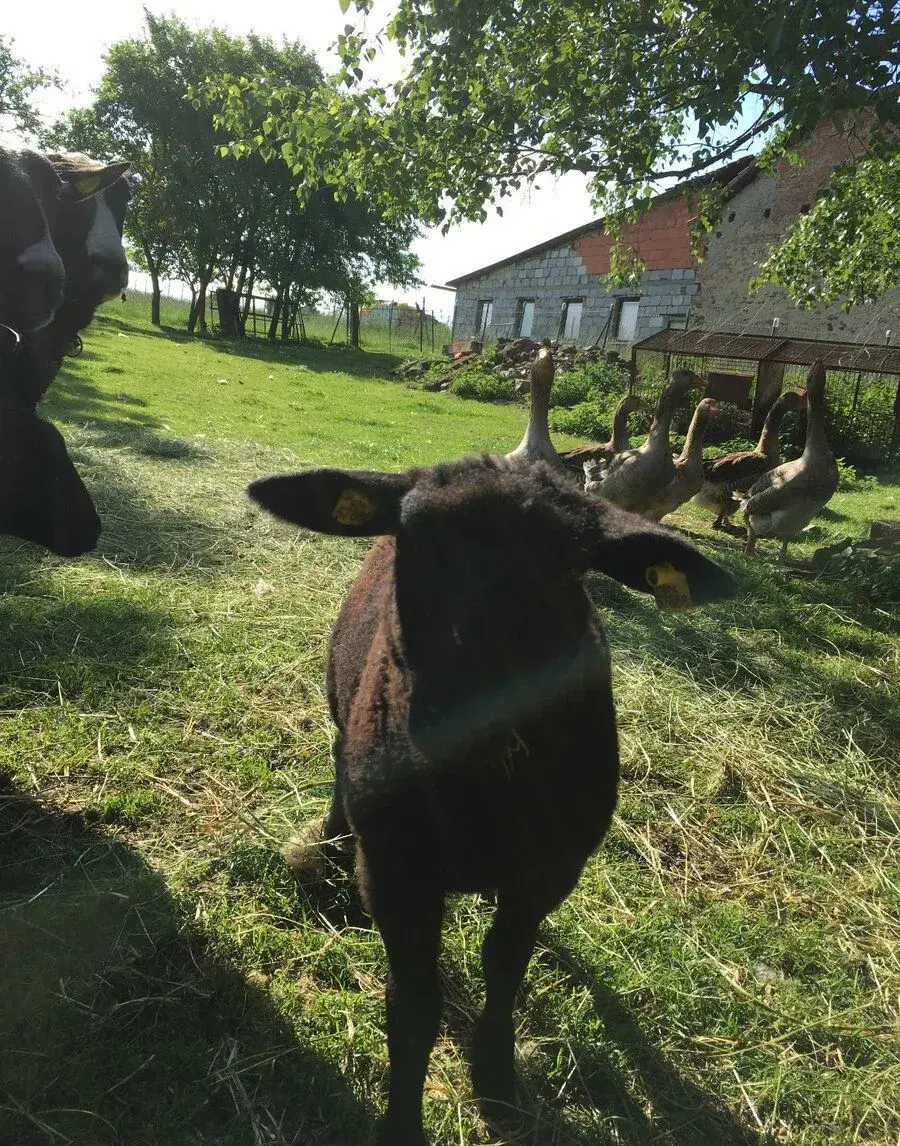 jehnata ovce Zwartbles 2 holky