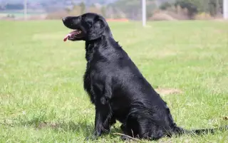 Flat Coated Retriever - chovný pes ke krytí