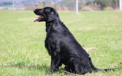 Flat Coated Retriever - chovný pes ke krytí