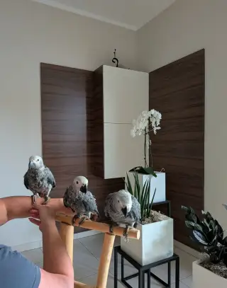 Žako kongo