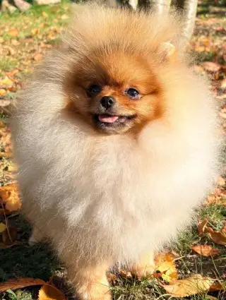 Pomeranian s průkazem původu FCI