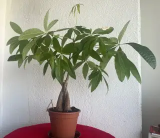 Pachira Aquatica