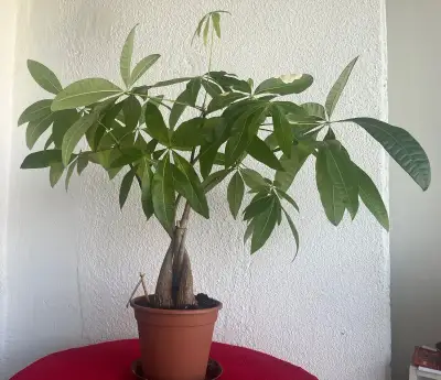 Pachira Aquatica