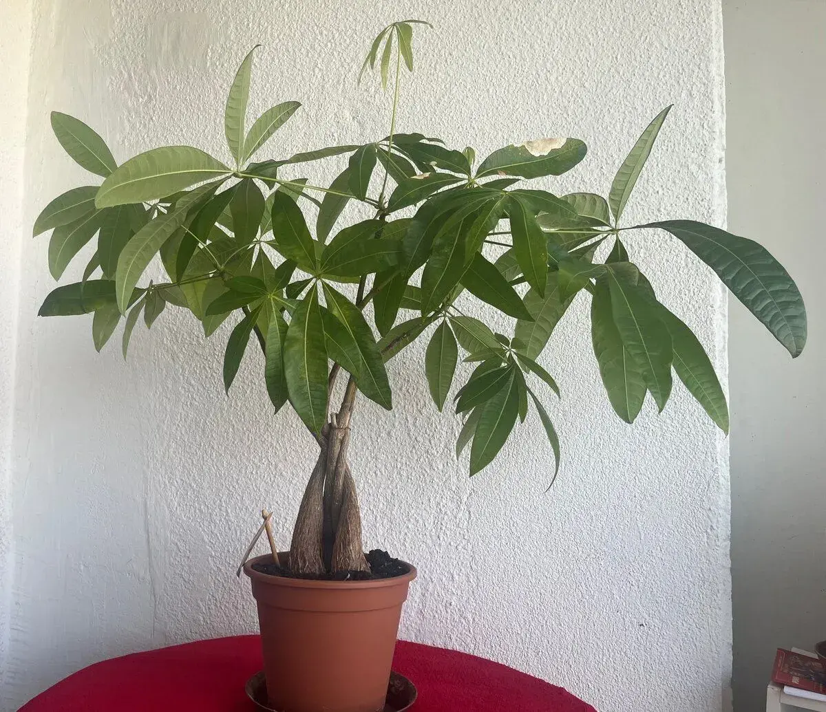 Pachira Aquatica