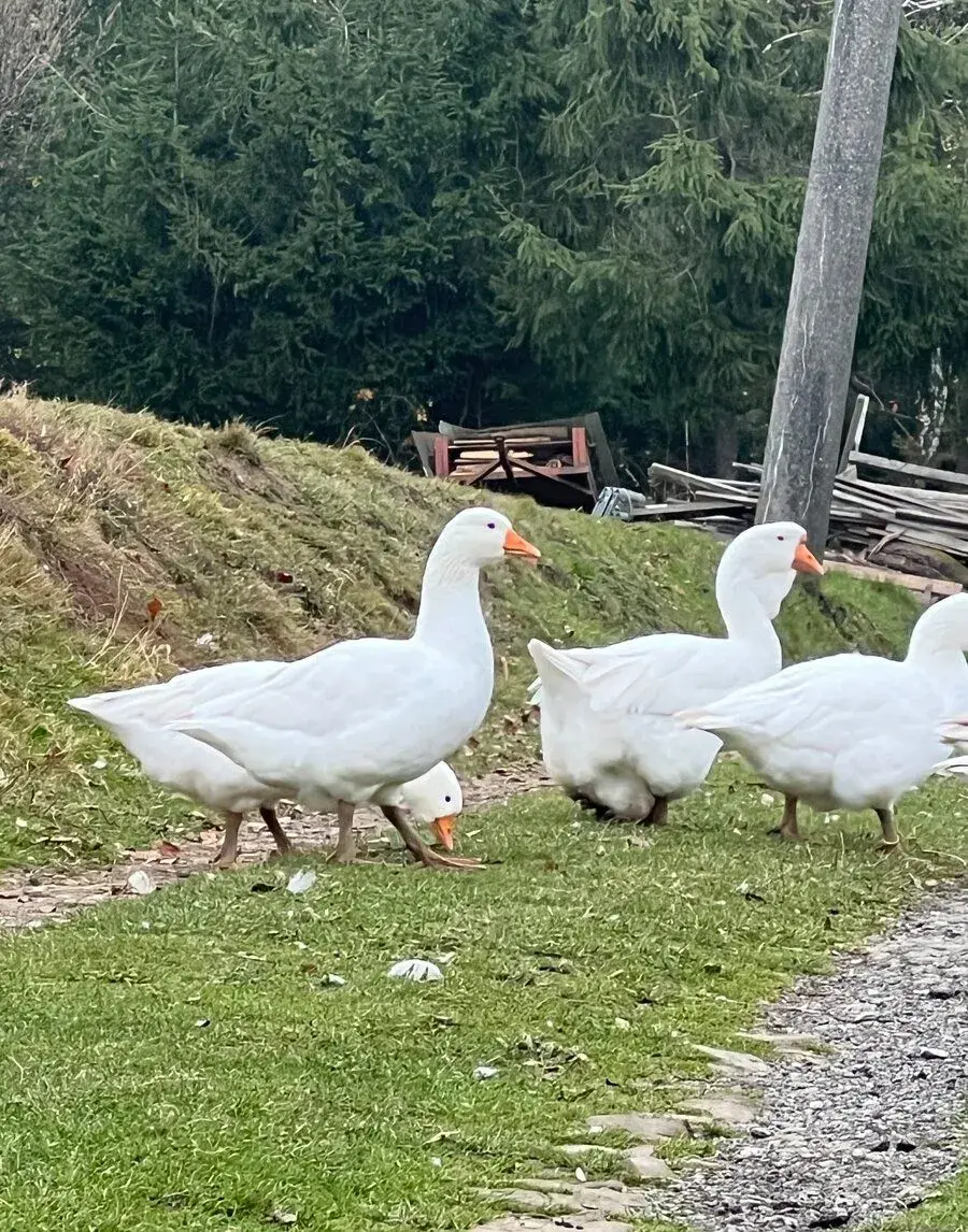 Husa česká