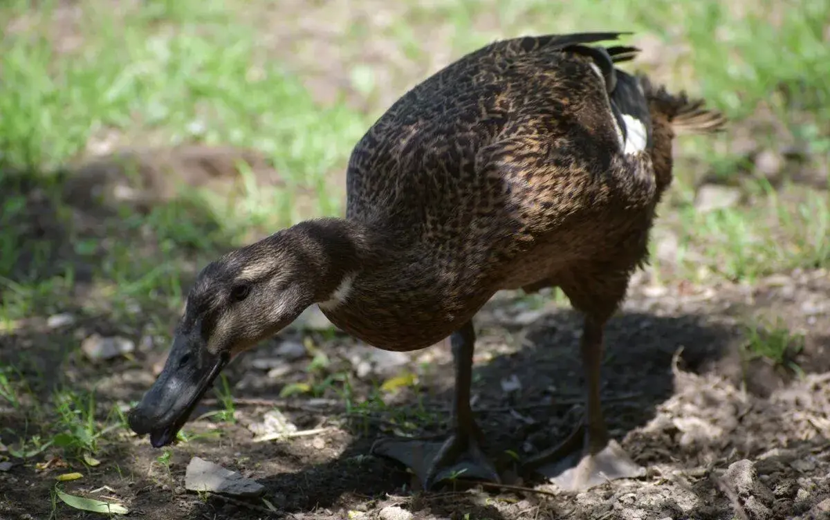 Kachny -běžci