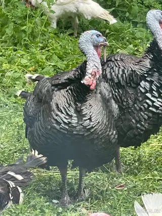 Krůty a krocani již k odběru.