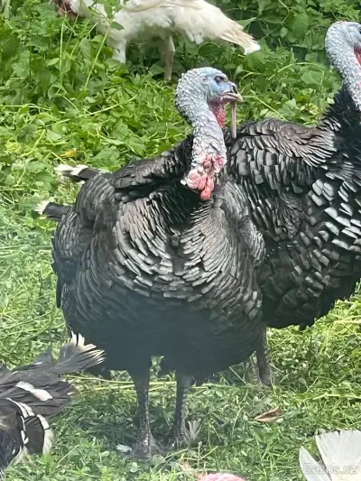 Krůty a krocani již k odběru.