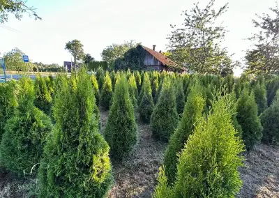 tuja smaragd 130-140 cm ,150-160 cm -Doprava