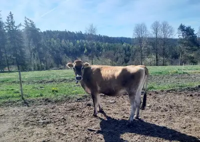 Kráva Jersey A2A2