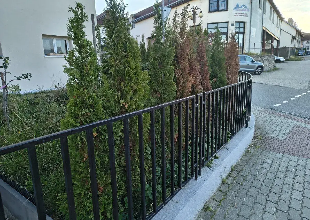 Thuje