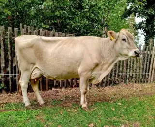 Kravka Brown Swiss