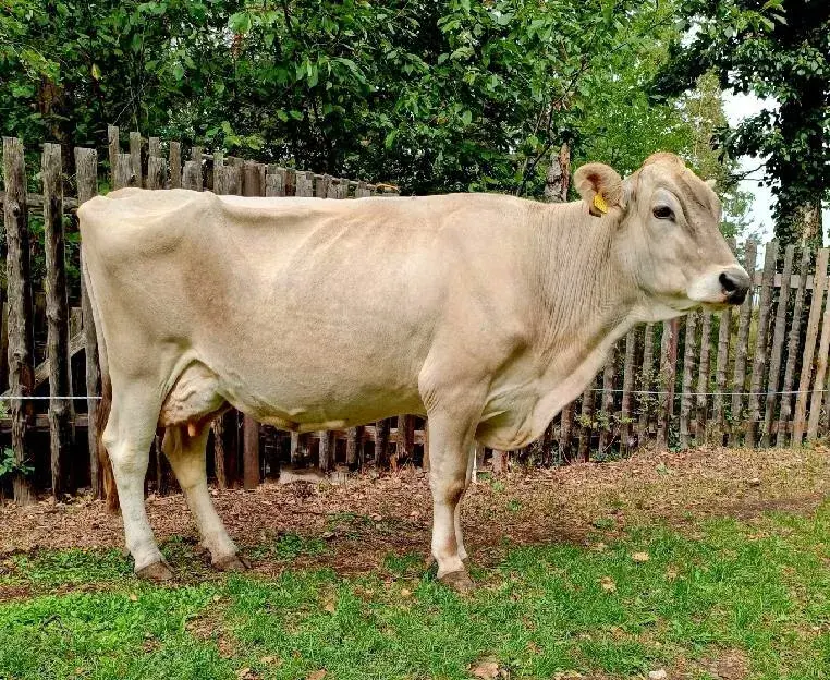Kravka Brown Swiss