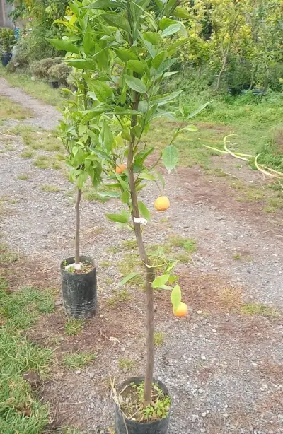 Velký citrus Clementina Spinoso, výška přes 160cm